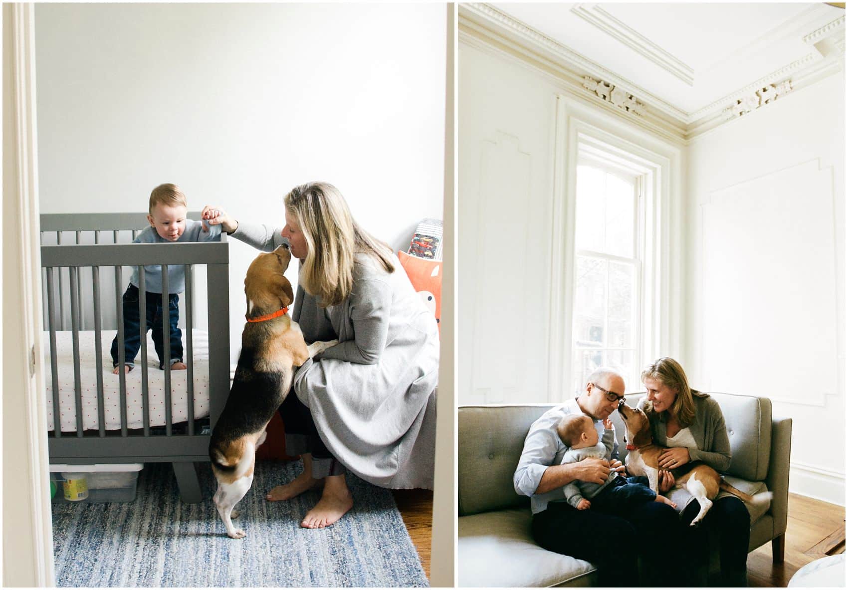 cute dog in the family portrait with pets