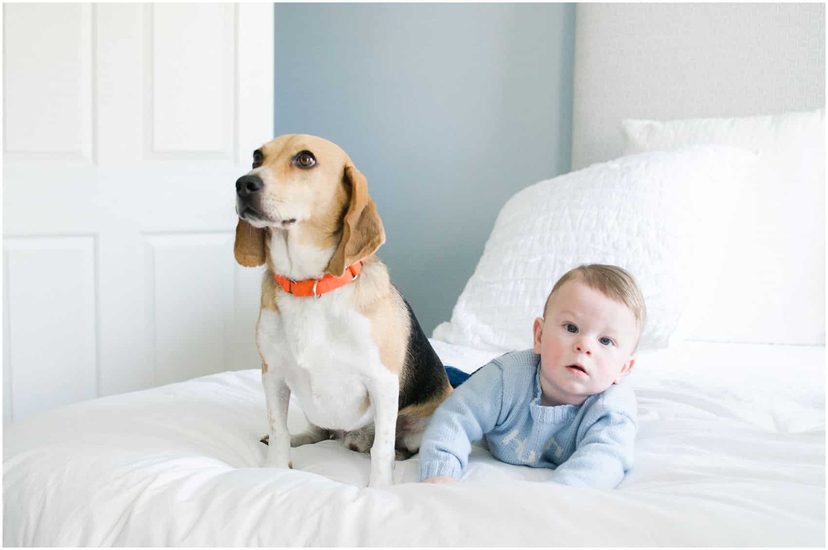 baby and the dog pose as the best friends for a family portrait with pets