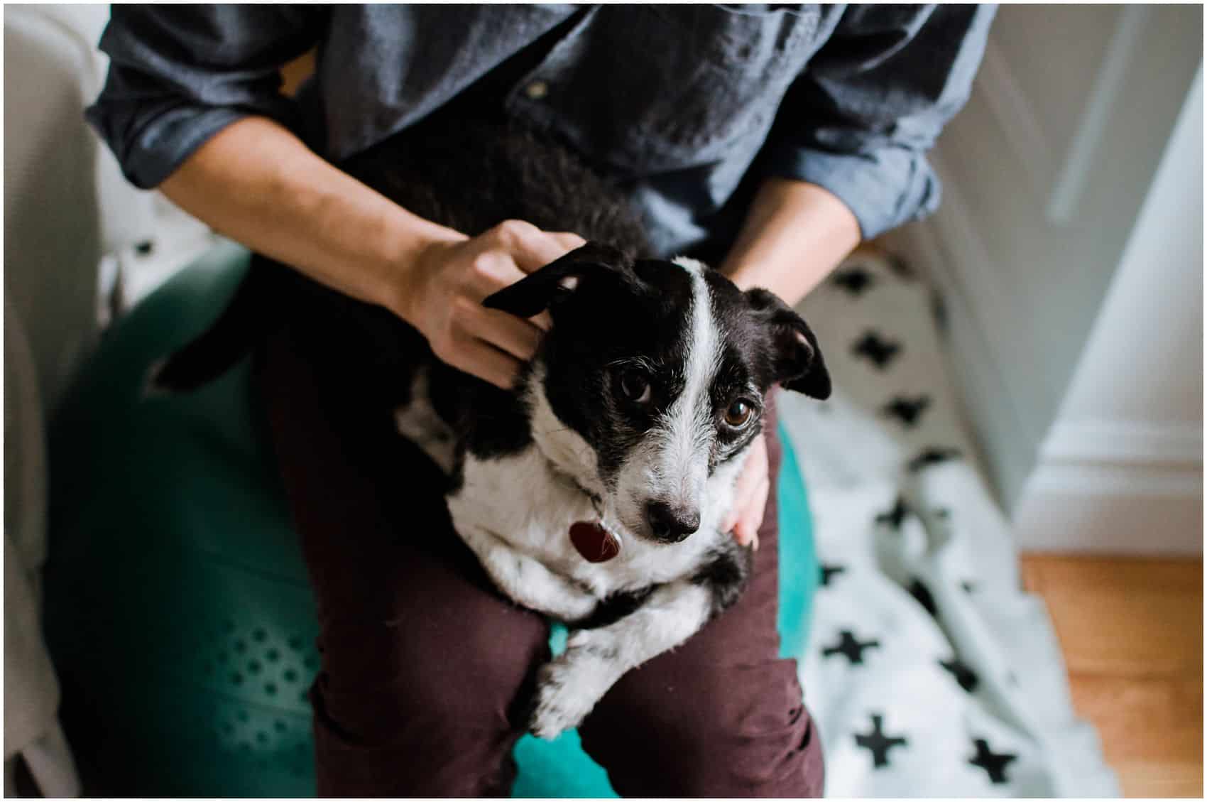 black and white dog portrait at home with best family photographer NYC Miriam Dubinsky