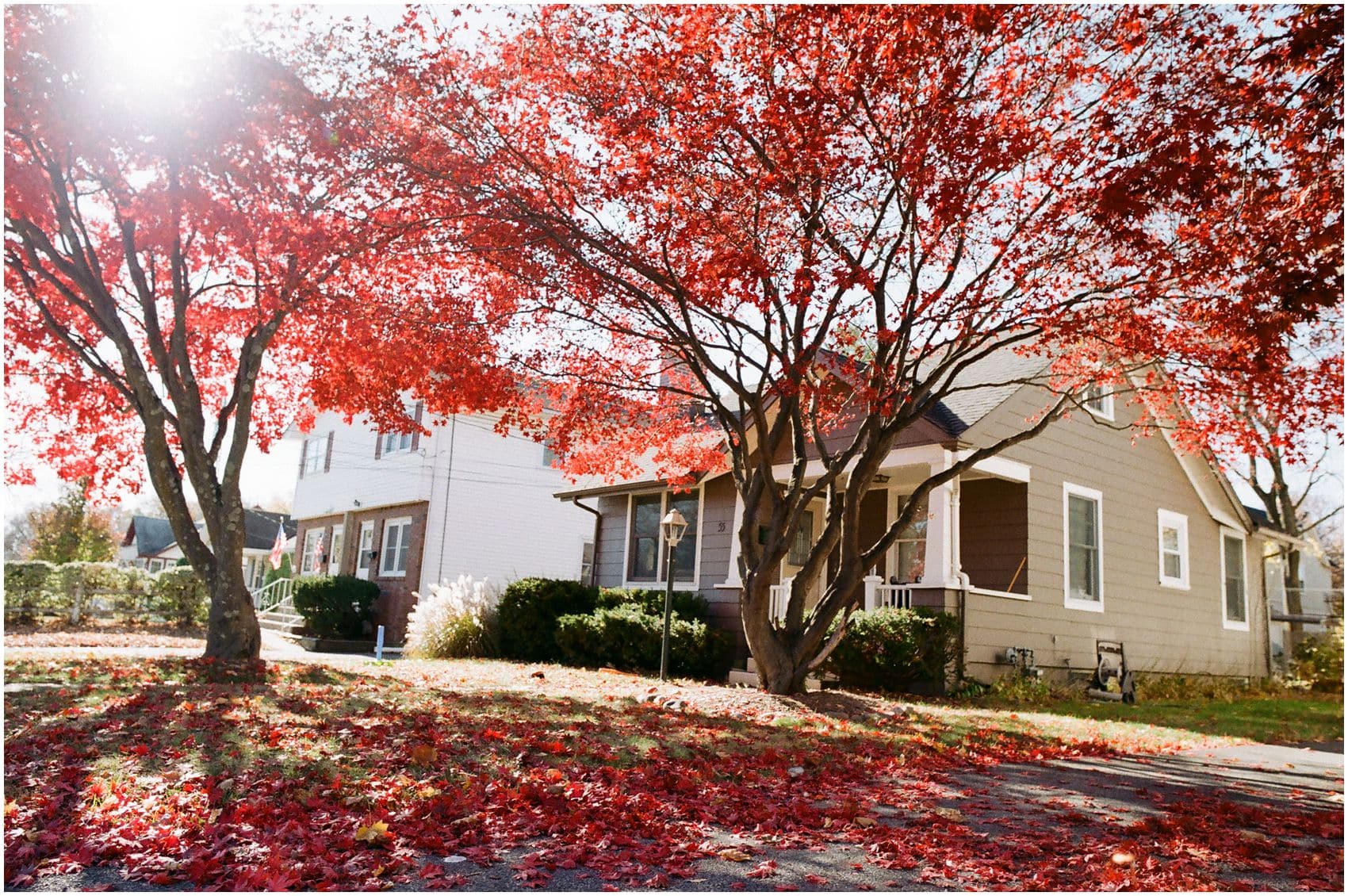 beautiful red tree during fall season in front of the home in Rockland County NY