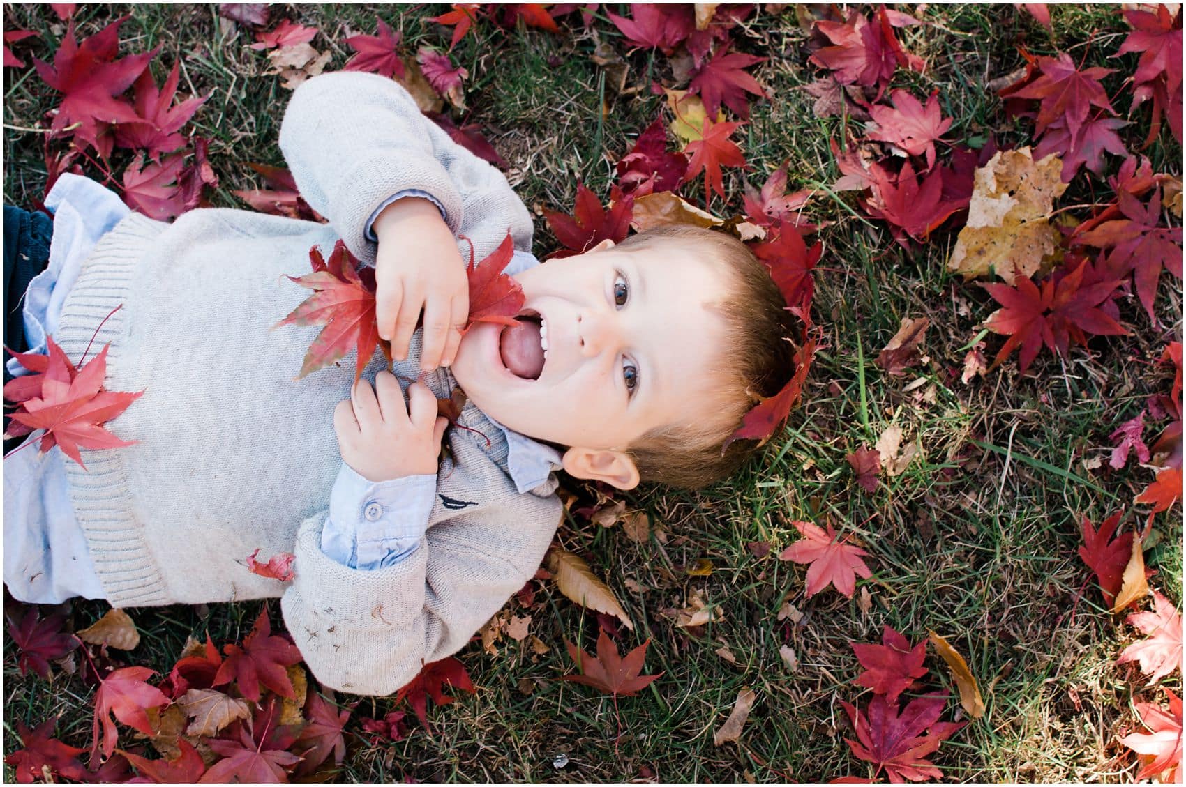 a little boy laughing on the ground and playing with red fall leaves in Rockland County, NY
