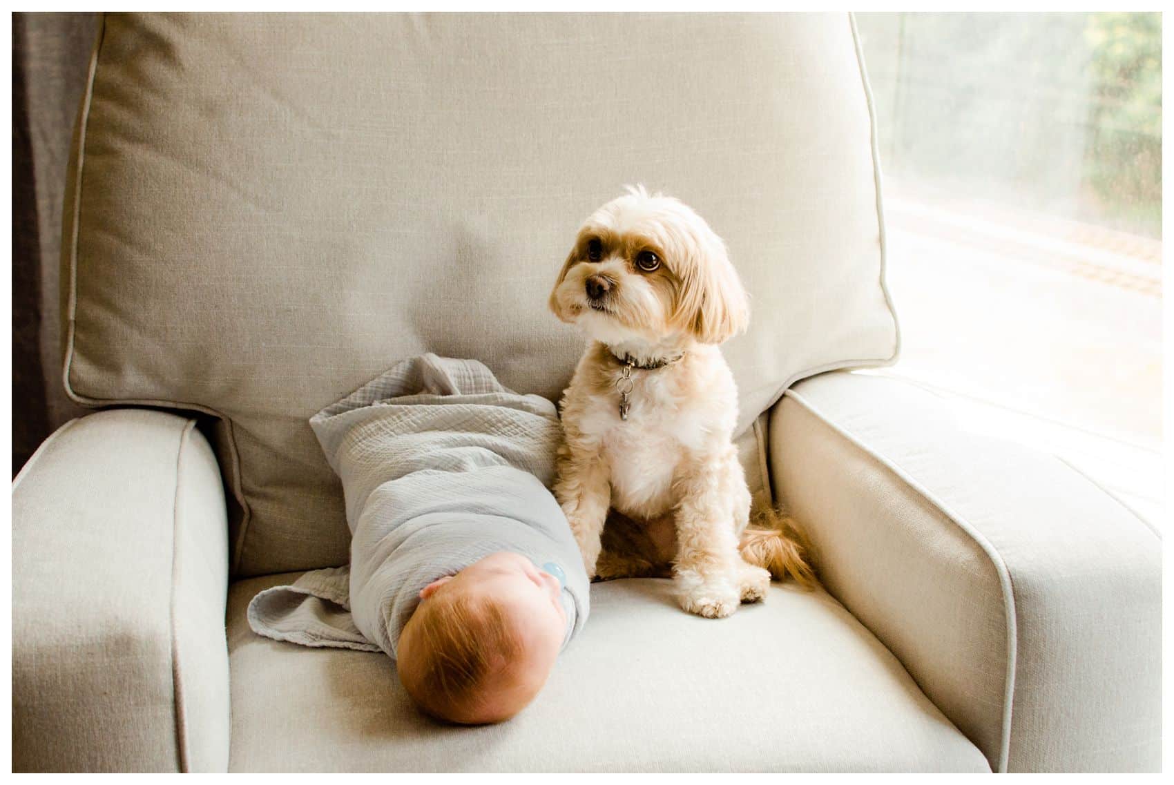 Best newborn photographer Miriam Dubinsky shares a newborn baby boy with his family dog on a chair